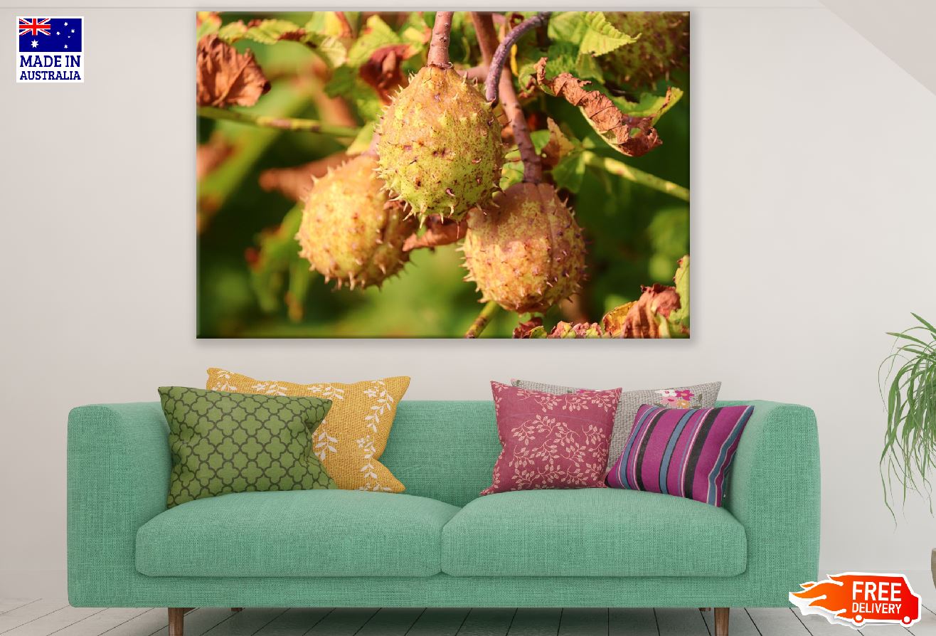 Chestnuts Fruit Tree Photograph Print 100% Australian Made