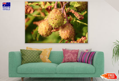 Chestnuts Fruit Tree Photograph Print 100% Australian Made