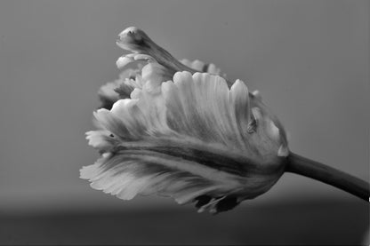 Parrot Tulip B&W View Photograph Print 100% Australian Made