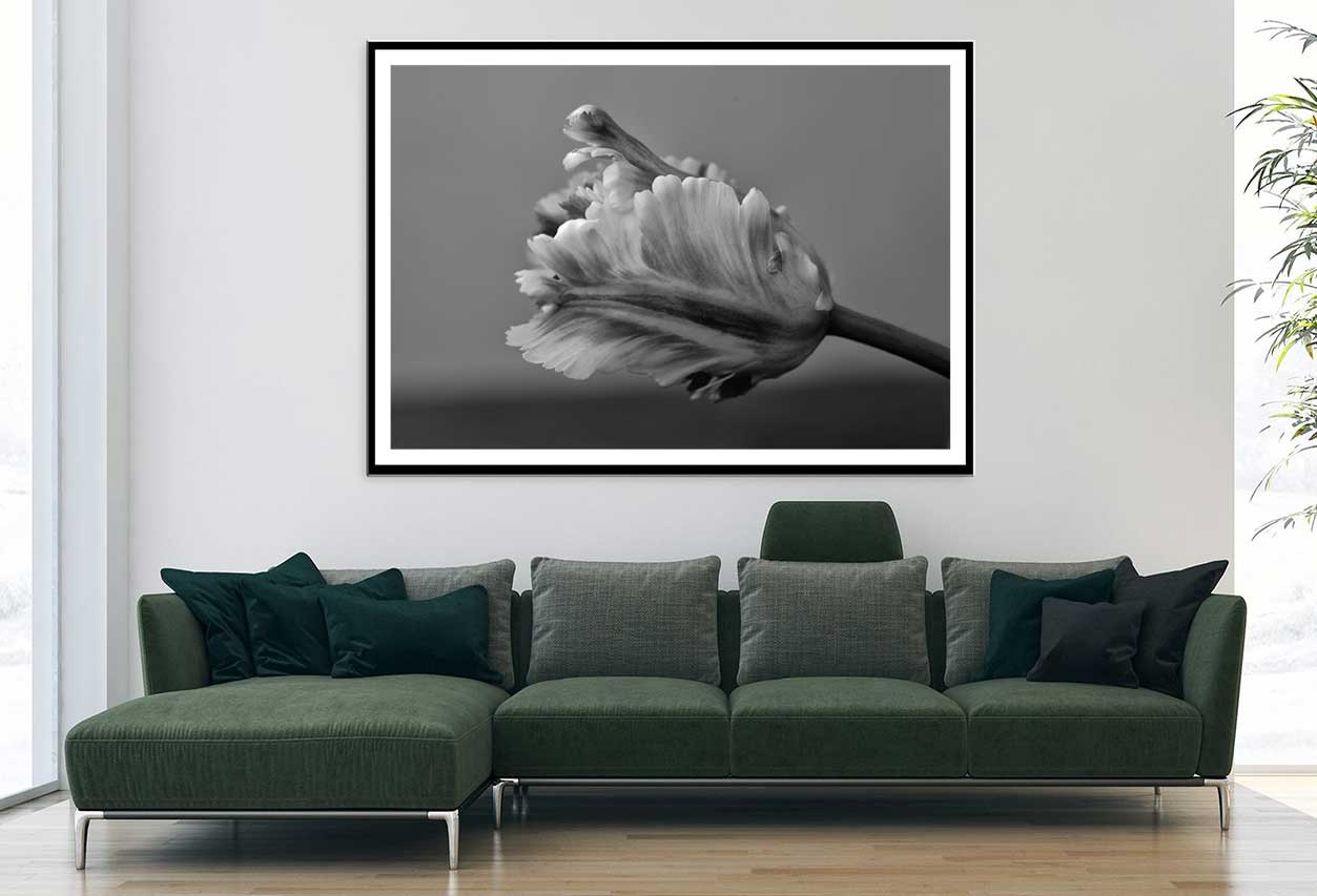 Parrot Tulip B&W View Photograph Home Decor Premium Quality Poster Print Choose Your Sizes