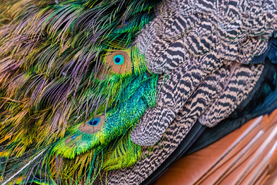 Bella Home Peacock Feathers Close Up Photography Print Canvas Ready to hang