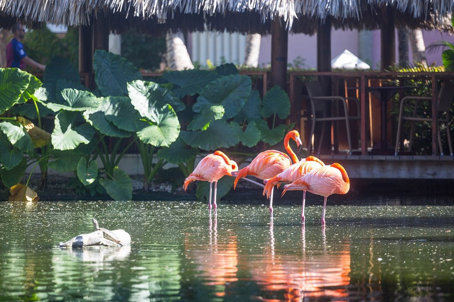 Flamingo Birds on Water Photograph Print 100% Australian Made