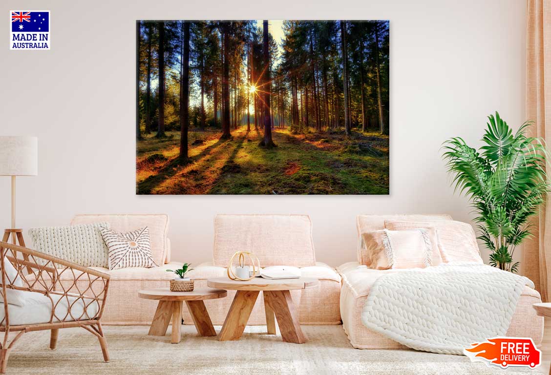 Sunflare Through Forest Trees Scenery Photograph Print 100% Australian Made