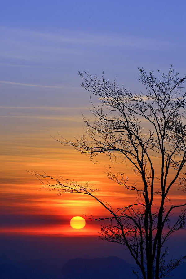 Dead Tree Sunset at Phu Kradueng Photograph Print 100% Australian Made