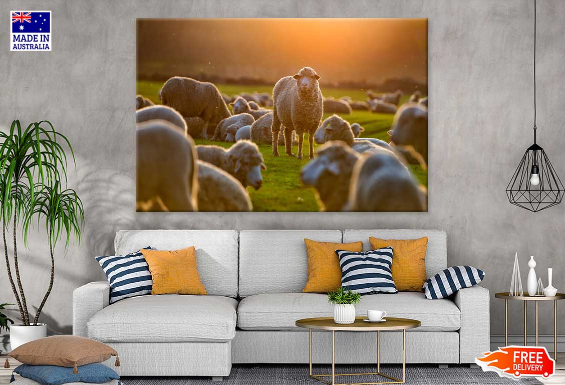 Sheep On Grass Field Photograph Print 100% Australian Made