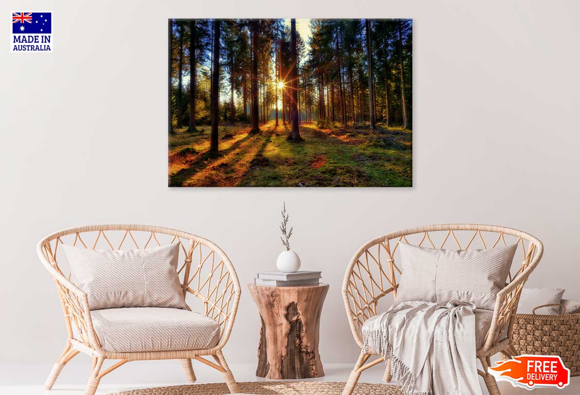 Sunflare Through Forest Trees Scenery Photograph Print 100% Australian Made