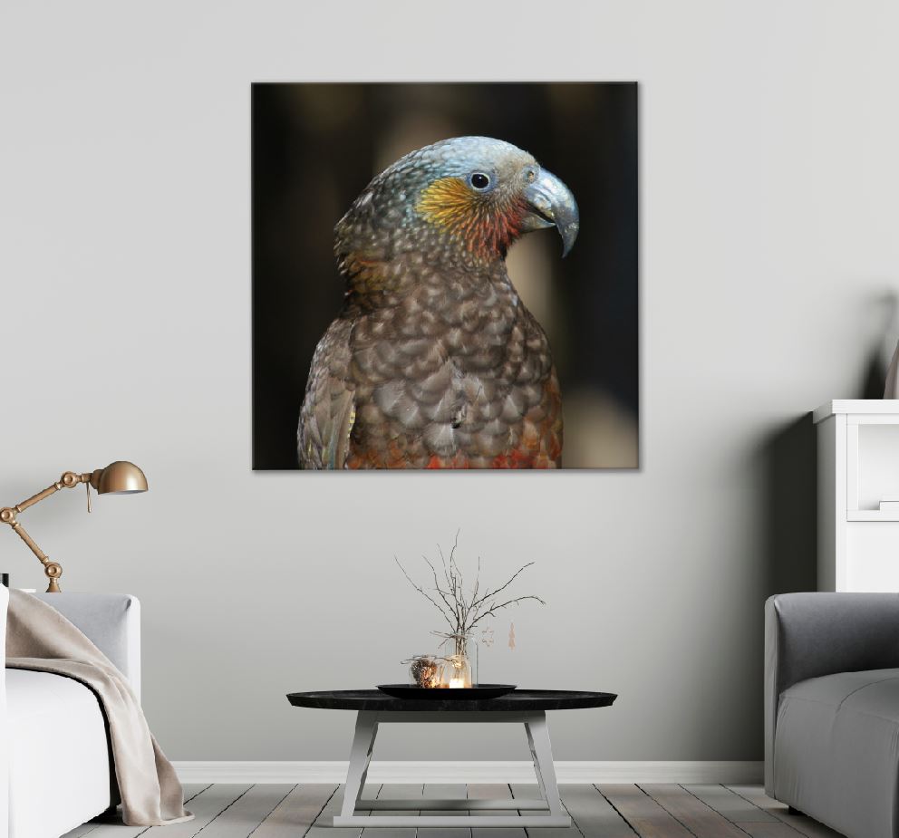 Square Canvas Spectacular Parrots Closeup View Photograph High Quality Print 100% Australian Made