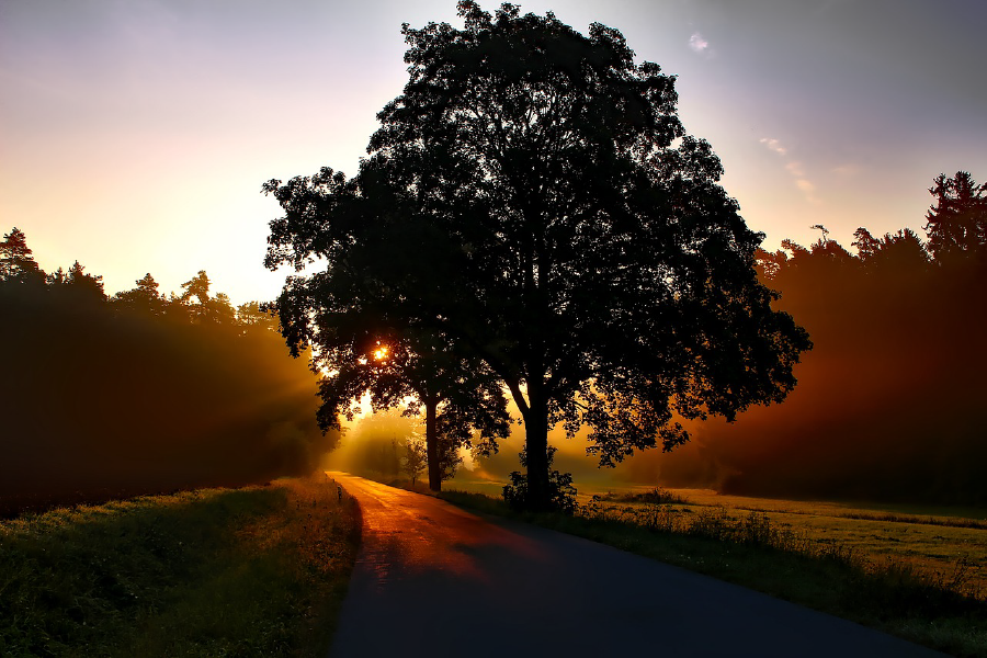 Sunrays & Road with Tree Row Photograph Print 100% Australian Made