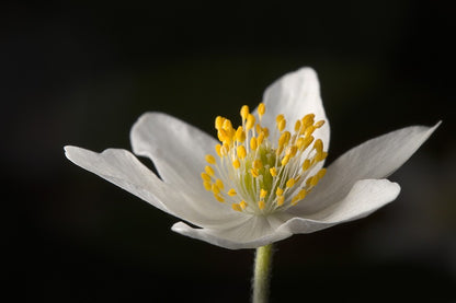 White Wood Anemones Flower Closeup Photograph Print 100% Australian Made