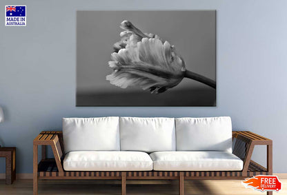 Parrot Tulip B&W View Photograph Print 100% Australian Made