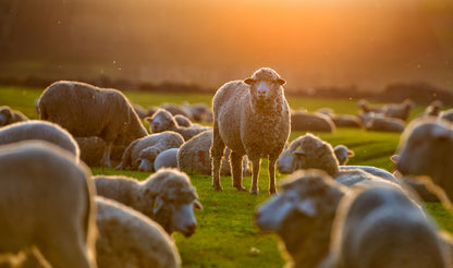 Sheep On Grass Field Photograph Print 100% Australian Made