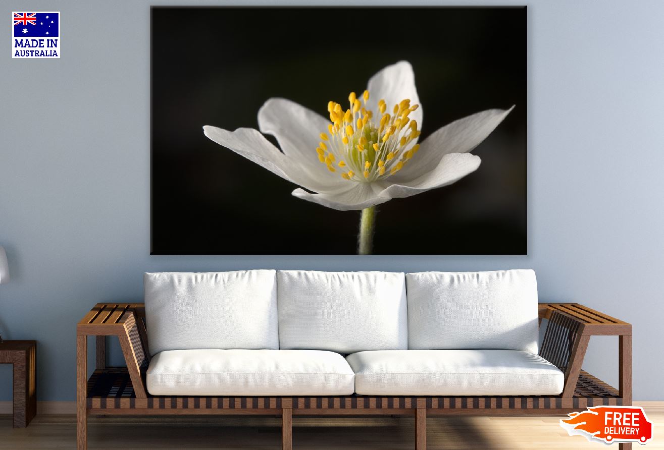 White Wood Anemones Flower Closeup Photograph Print 100% Australian Made