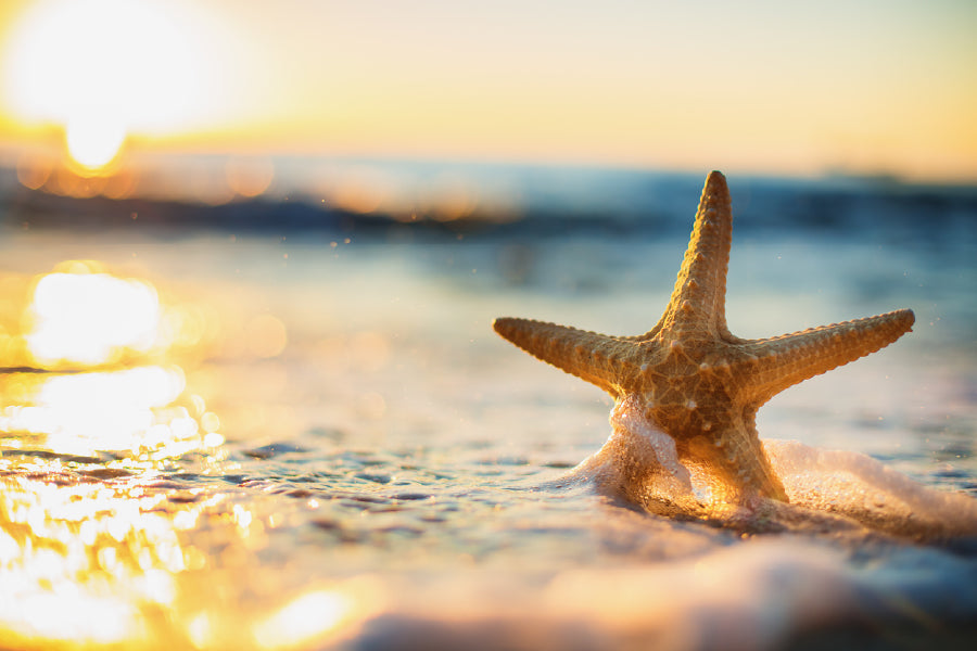 Starfish on Beach View Photograph Print 100% Australian Made