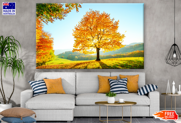 Beech Tree with Sunny Beams at Mountain Autumn Scene Photograph Print 100% Australian Made