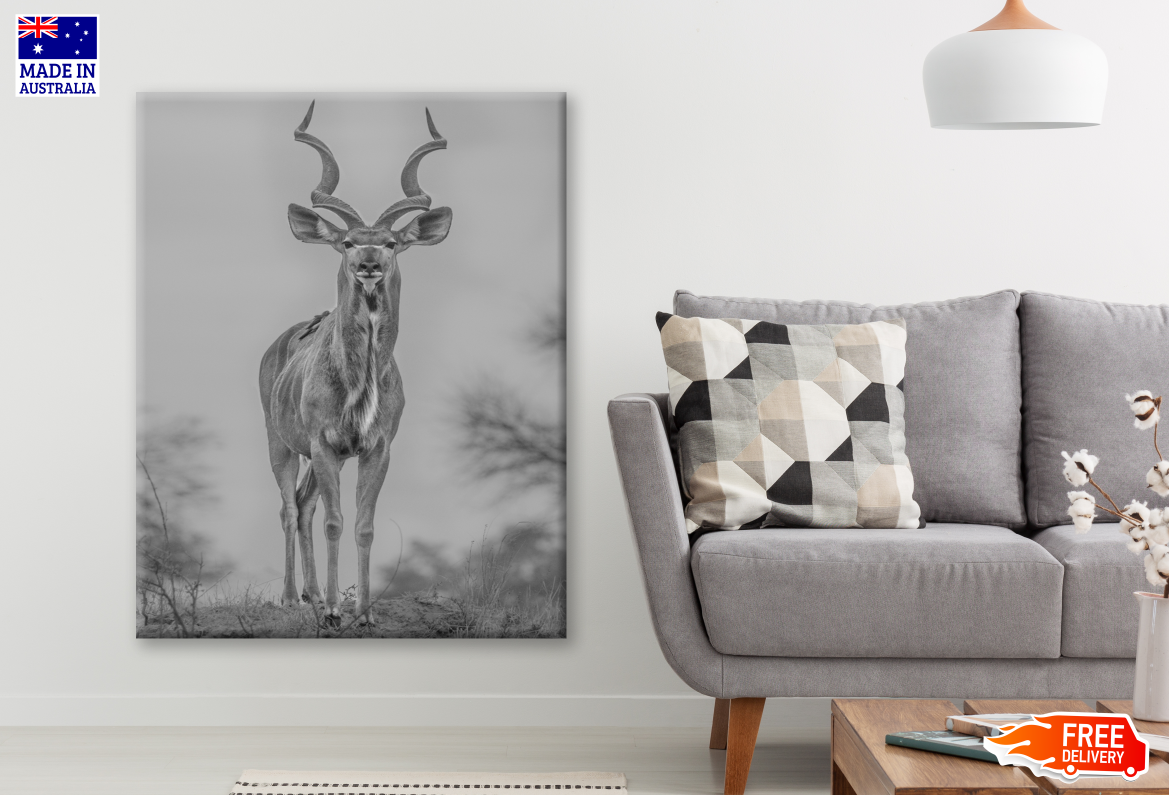 Deer Standing B&W Photograph Print 100% Australian Made