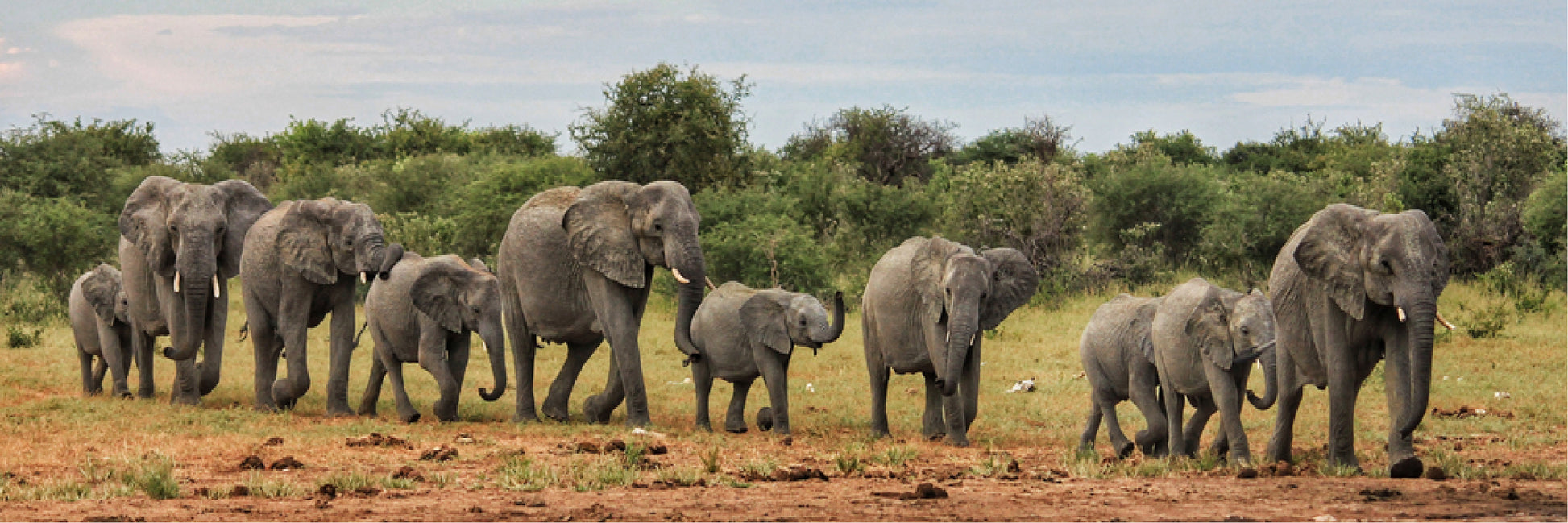 Panoramic Canvas Elephant Herd Walking in Forest High Quality 100% Australian made wall Canvas Print ready to hang