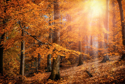 Bella Home Sunshine in The Autumn Forest City Print Canvas Ready to hang