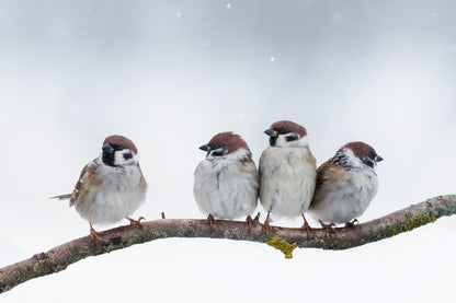 Sparrow Birds on Tree Branch View Photograph Print 100% Australian Made