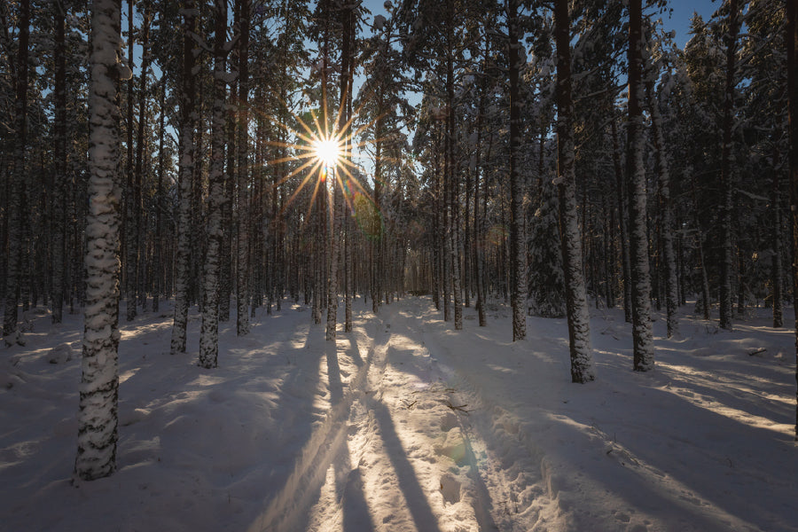 Sunflare Through Winter Forest Trees View Photograph Print 100% Australian Made