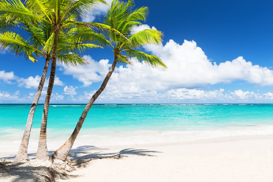 Palm Trees & Tropical White Beach Photograph Home Decor Premium Quality Poster Print Choose Your Sizes