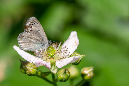 Butterfly On Flower Closeup View Home Decor Premium Quality Poster Print Choose Your Sizes