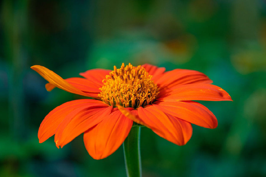 Red Sunflower Closeup Photograph Print 100% Australian Made