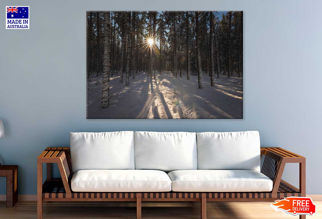 Sunflare Through Winter Forest Trees View Photograph Print 100% Australian Made