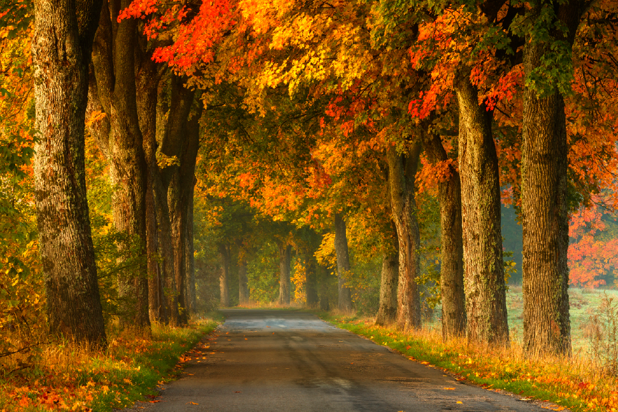 Autumn Trees & Walking Path Photograph Print 100% Australian Made