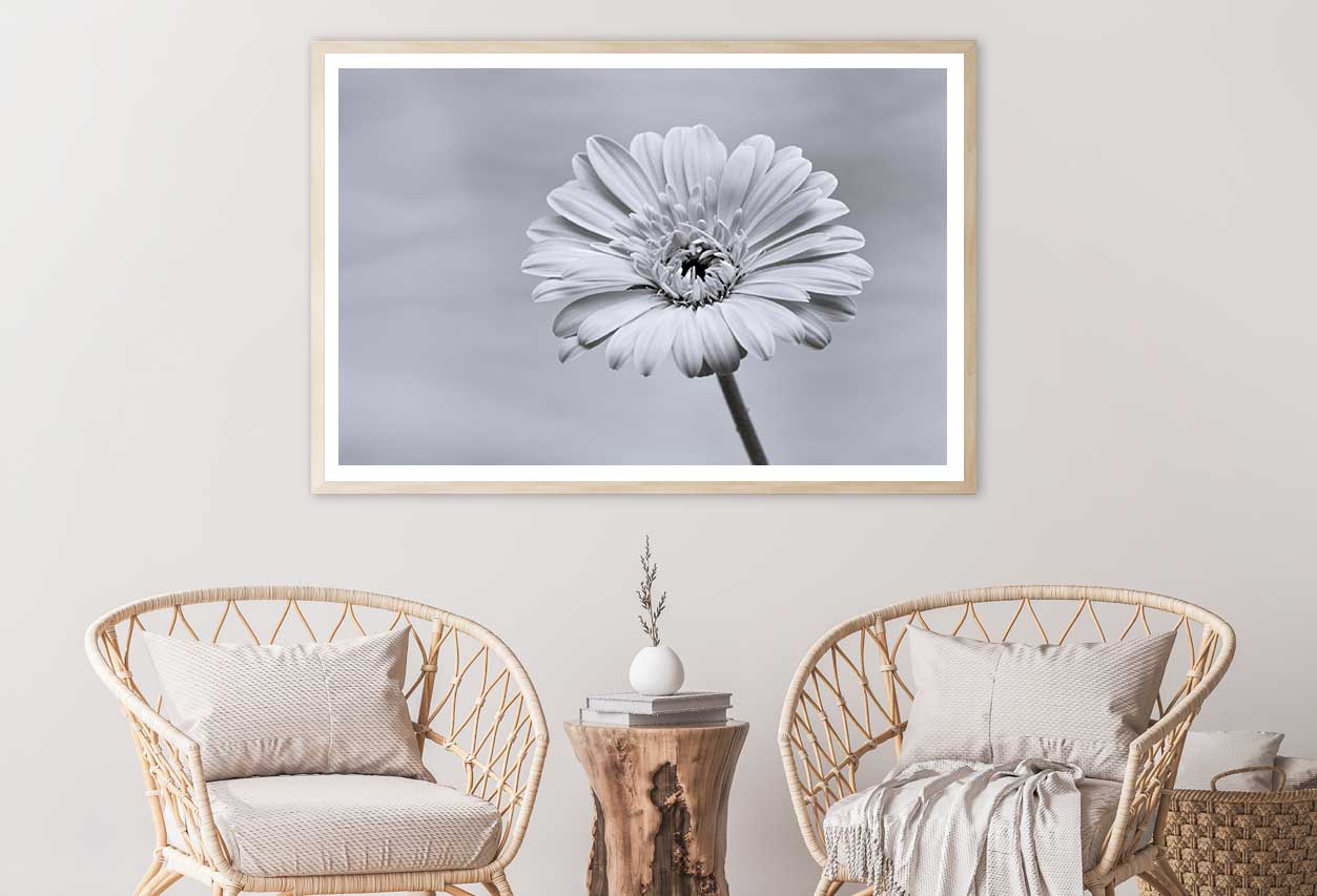 Gerbera Flower Closeup B&W View Photograph Home Decor Premium Quality Poster Print Choose Your Sizes