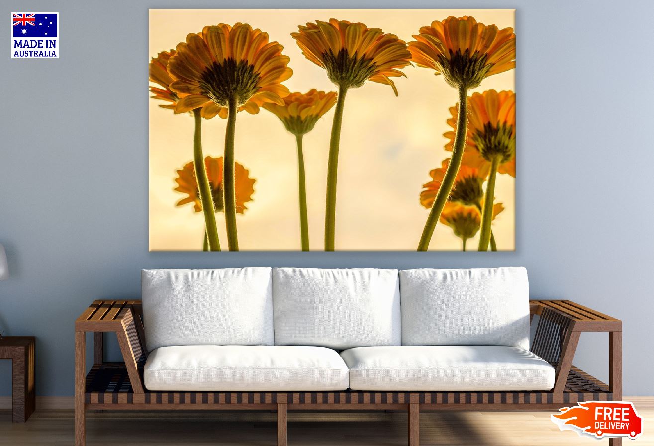 Yellow Gerbera Flowers Backview Photograph Print 100% Australian Made