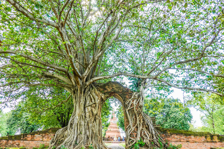 Old Gate & Banyan Root Tree View Photograph Print 100% Australian Made