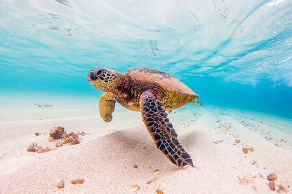 Hawaiian Green Sea Turtle View Photograph Home Decor Premium Quality Poster Print Choose Your Sizes