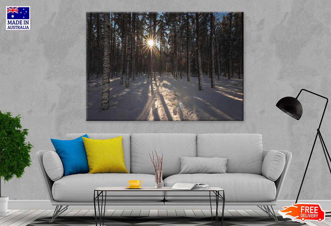 Sunflare Through Winter Forest Trees View Photograph Print 100% Australian Made