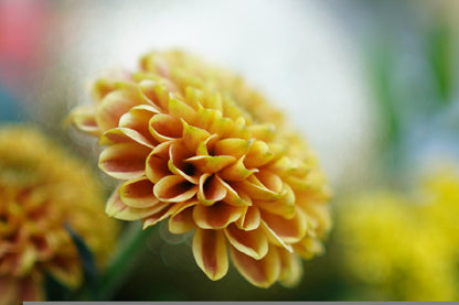 Dandelion Closeup View Photograph Home Decor Premium Quality Poster Print Choose Your Sizes