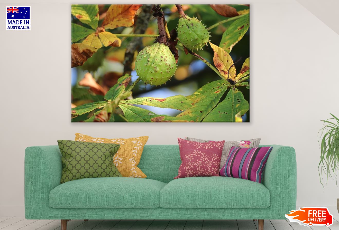 Chestnut Fruit with Leaves Photograph Print 100% Australian Made