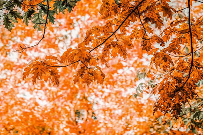 Maple Tree Branch Closeup Photograph Print 100% Australian Made