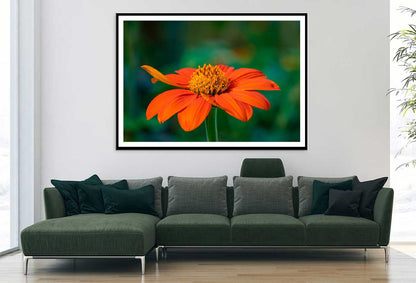 Red Sunflower Closeup Photograph Home Decor Premium Quality Poster Print Choose Your Sizes