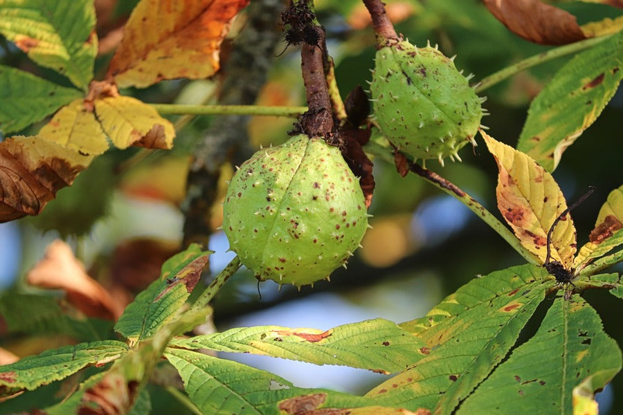 Chestnut Fruit with Leaves Photograph Print 100% Australian Made