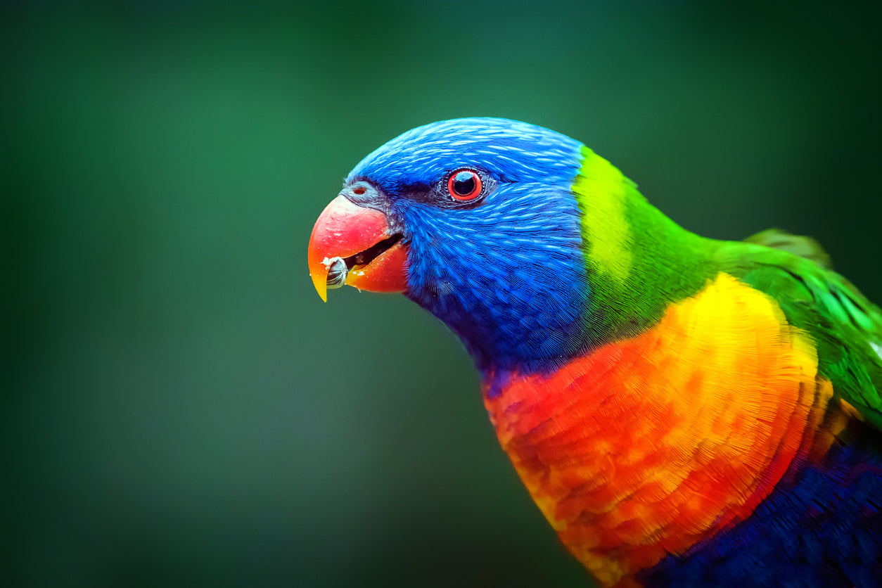 Blue Orange & Green Parrot View Photograph Print 100% Australian Made