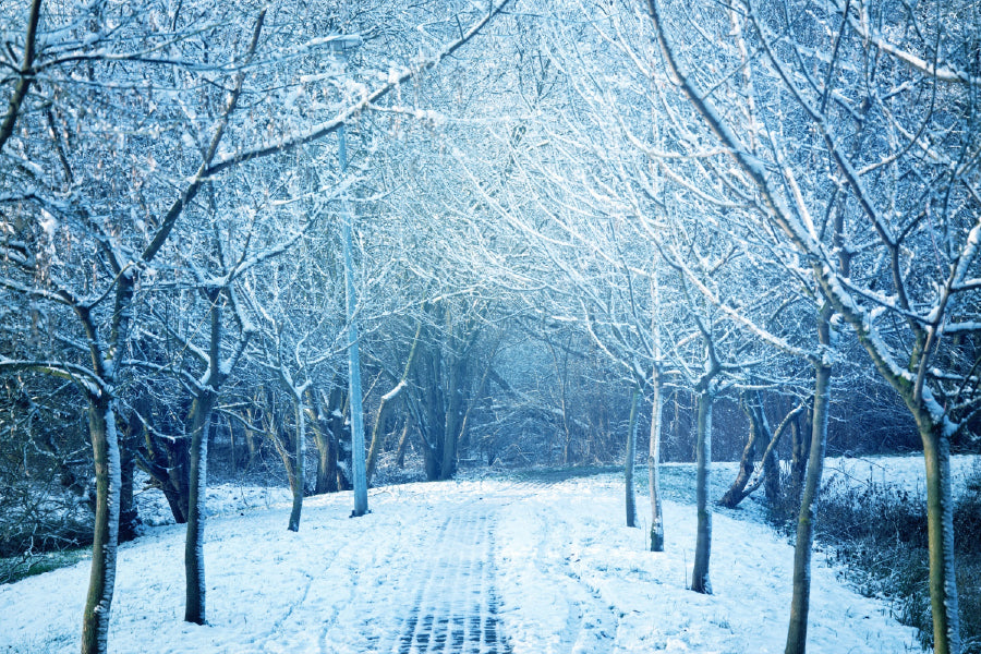 Snow Covered Trees Pathway View Photograph Print 100% Australian Made