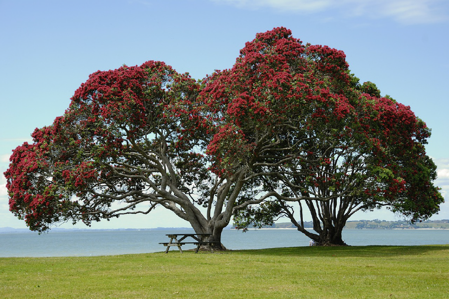 Huge Tree & Bench Near Sea Photograph Print 100% Australian Made