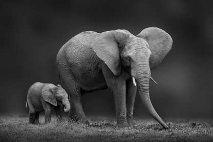 Elephant Herd B&W Photograph Print 100% Australian Made