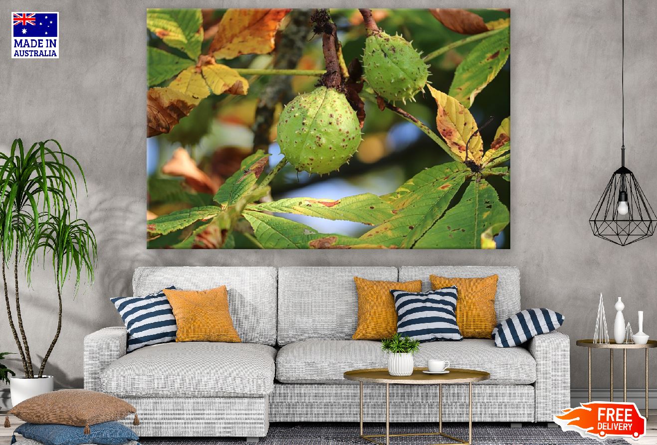 Chestnut Fruit with Leaves Photograph Print 100% Australian Made