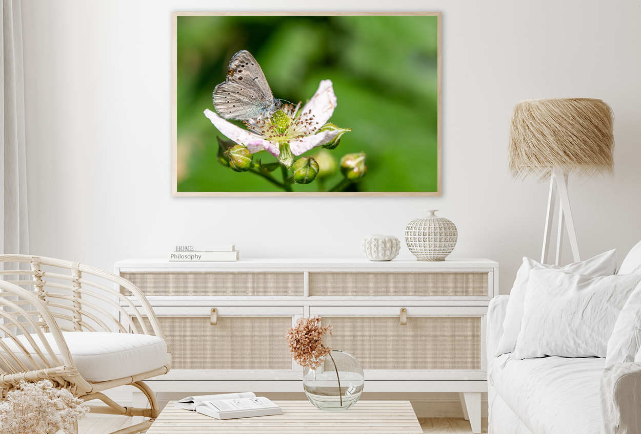 Butterfly On Flower Closeup View Home Decor Premium Quality Poster Print Choose Your Sizes