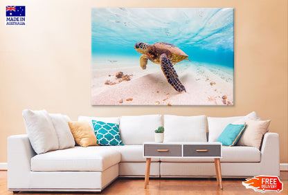 Hawaiian Green Sea Turtle View Photograph Print 100% Australian Made