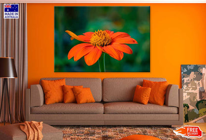 Red Sunflower Closeup Photograph Print 100% Australian Made