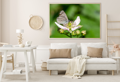 Butterfly On Flower Closeup View Home Decor Premium Quality Poster Print Choose Your Sizes