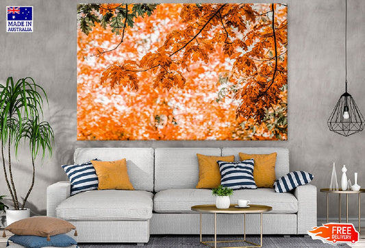 Maple Tree Branch Closeup Photograph Print 100% Australian Made