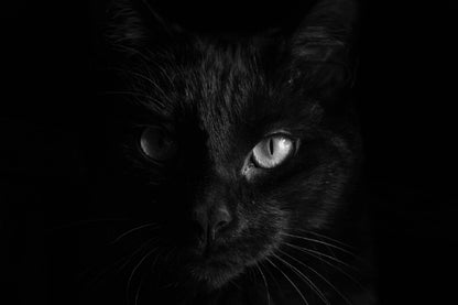 Black Cat Eye B&W View Photograph Print 100% Australian Made