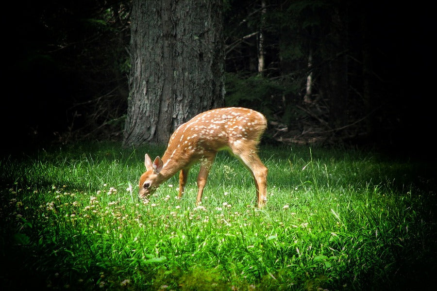 Deer in Flower Field Closeup Photograph Print 100% Australian Made